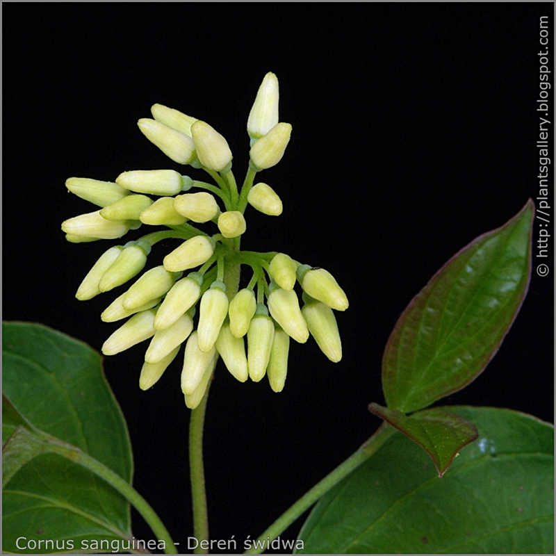 Cornus sanguinea flowers buds - Dereń świdwa pąki kwiatowe