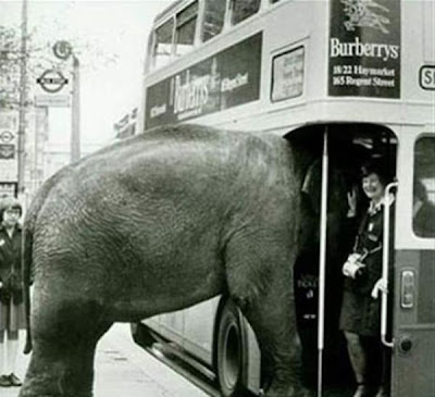 20 Hillarious Public Transport Photobomb Hillarious Photos, Public Transportation, Unbeliveable People, Stupid Acts, Dirty Behaviour, Local Buses, Funny Women, Animal Transportation