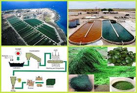 Commercial Spirulina Production | Small Business Ideas