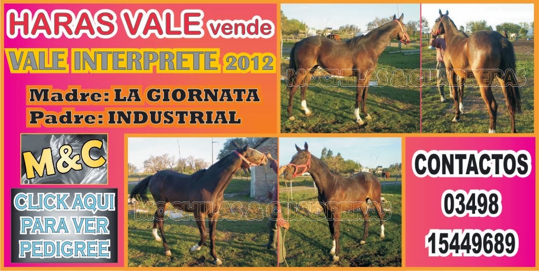 HARAS VALE - POTRILLOS