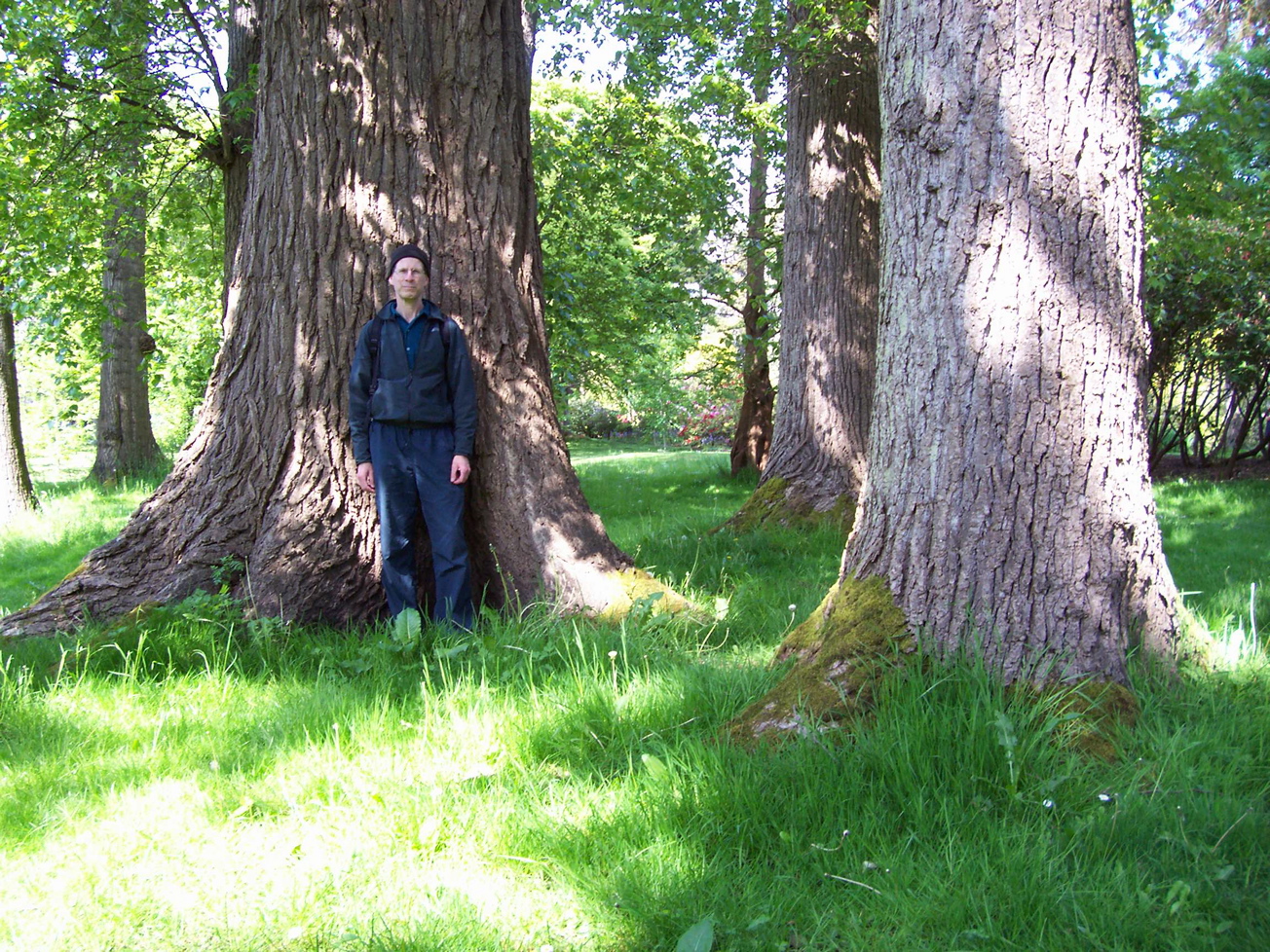 Vancouver Island Big Trees Beacon Hill Park Black Cottonwood Grove