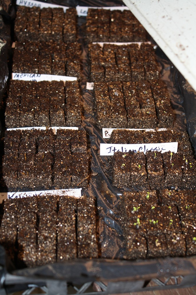 The Edible Garden Seed Starting in Soil Blocks