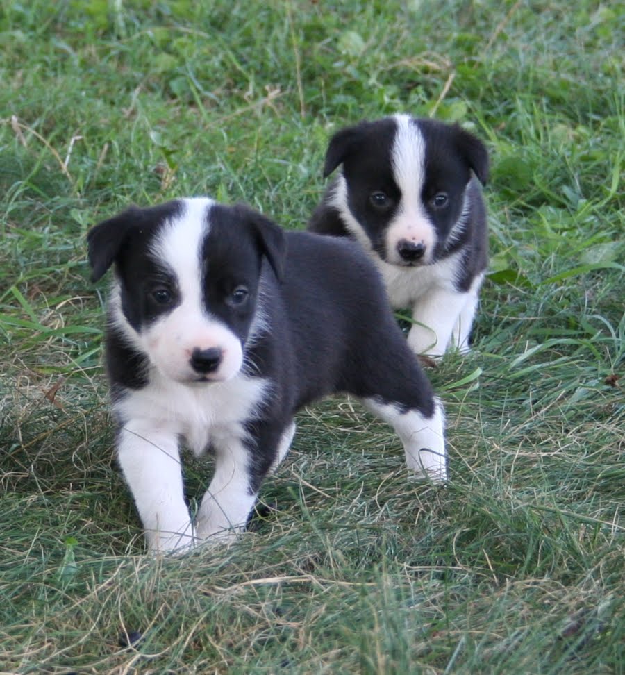 Leaning Tree Australian Cattle Dogs & Border Collies Tory x Ricky