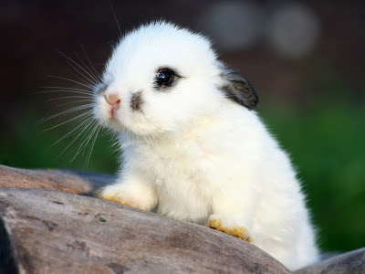 Animals_Beasts_White_Rabbit_030089_.jpg
