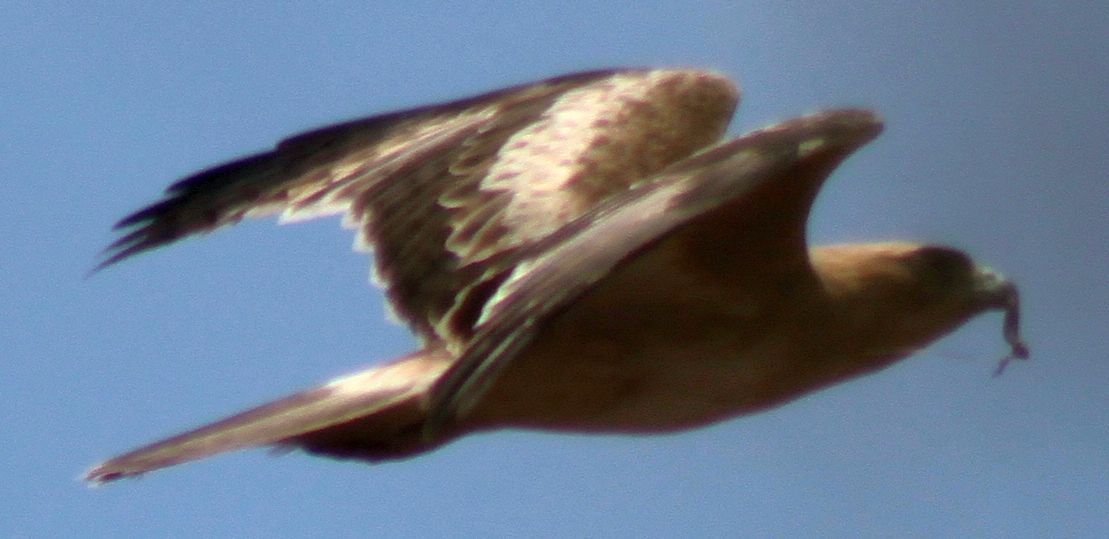 Richard Waring's Birds of Australia Little Eagle