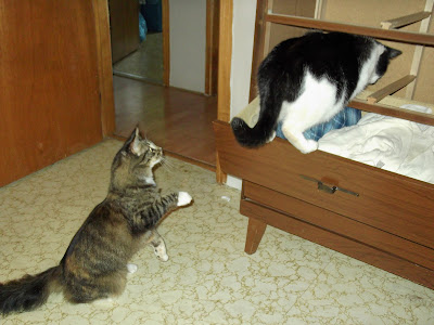 A VERY SERIOUS CRIME MAY HAVE BEEN COMMITED... Molly and Emerald go into the dresser cabinet