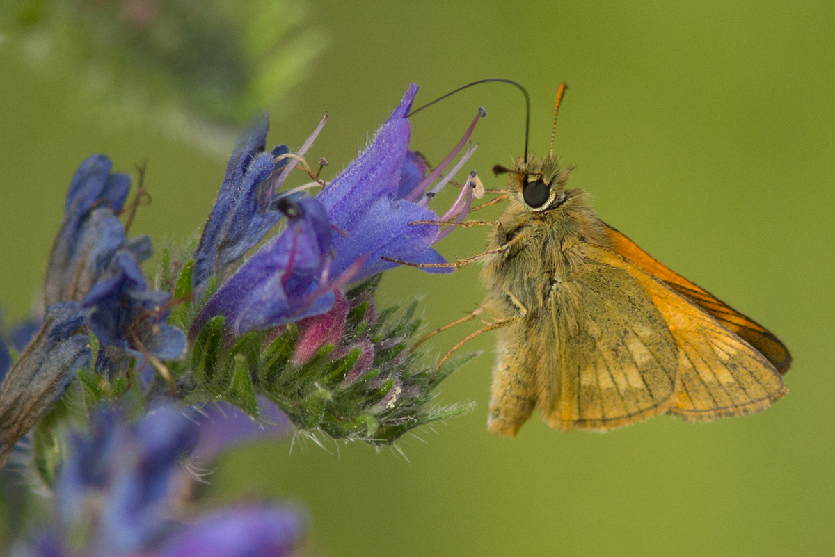 Large Skipper