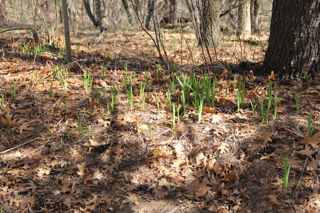 emerging day lilies photo of emerging day lilies