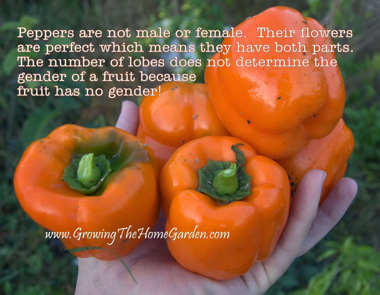 On Pepper Plants and Gender Growing The Home Garden