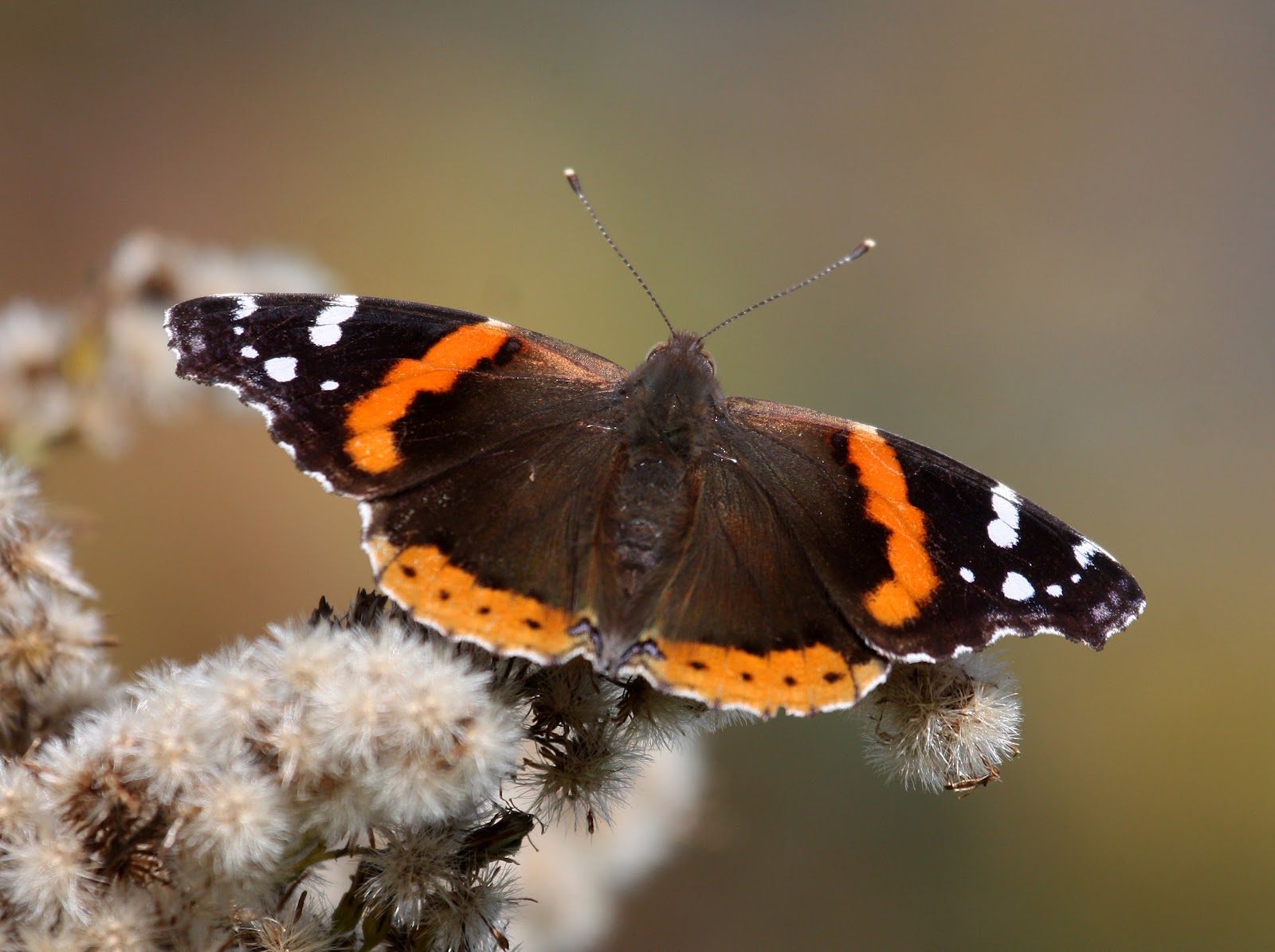 Elizabeth Kellogg Blog Red Admiral Butterflies stream through Ontario
