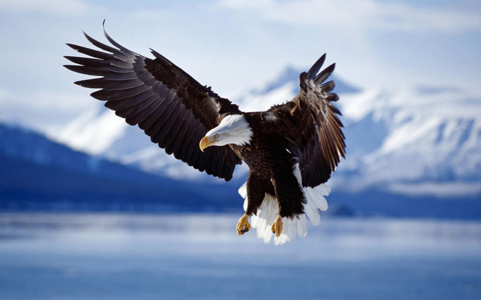 http://4.bp.blogspot.com/--O-wpxSB6us/Th8nuWiaKLI/AAAAAAAAACM/ZrB9ns87ukA/s1600/bald_eagle_in_flight_alaska-wide.jpg