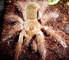 Araña peluda Araña peluda