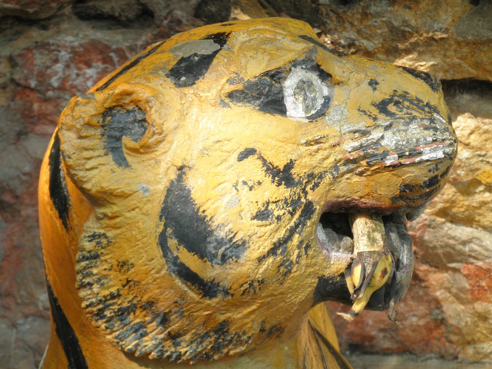 Cambodian Escapades A Tiger Eating A Banana
