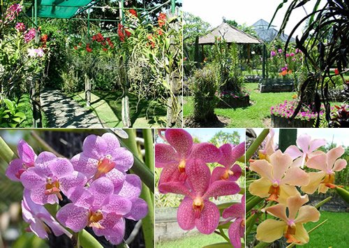 Bali Orchid Garden Location Map,Location Map of Bali Orchid Garden,Bali Orchid Garden accommodation destinations attractions hotels map reviews photos pictures,bali orchid garden home entrance fee review,cut flowers orchid flasks bali