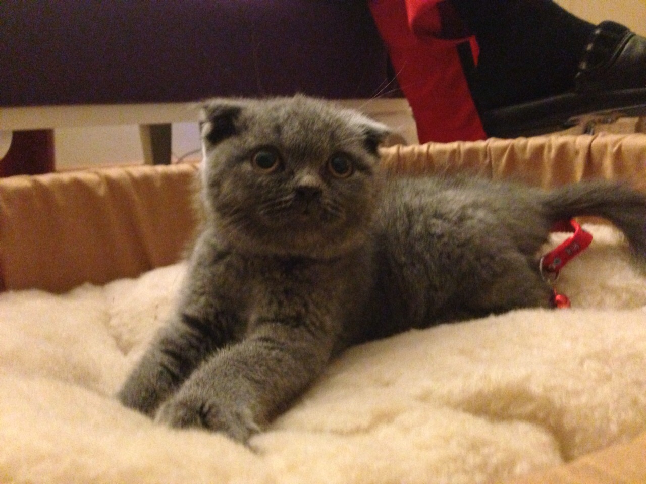Kedi maması 1. seçim: ürün açıklaması, artıları ve eksileri Kedi maması 1. seçim: ürün açıklaması, artıları ve eksileri