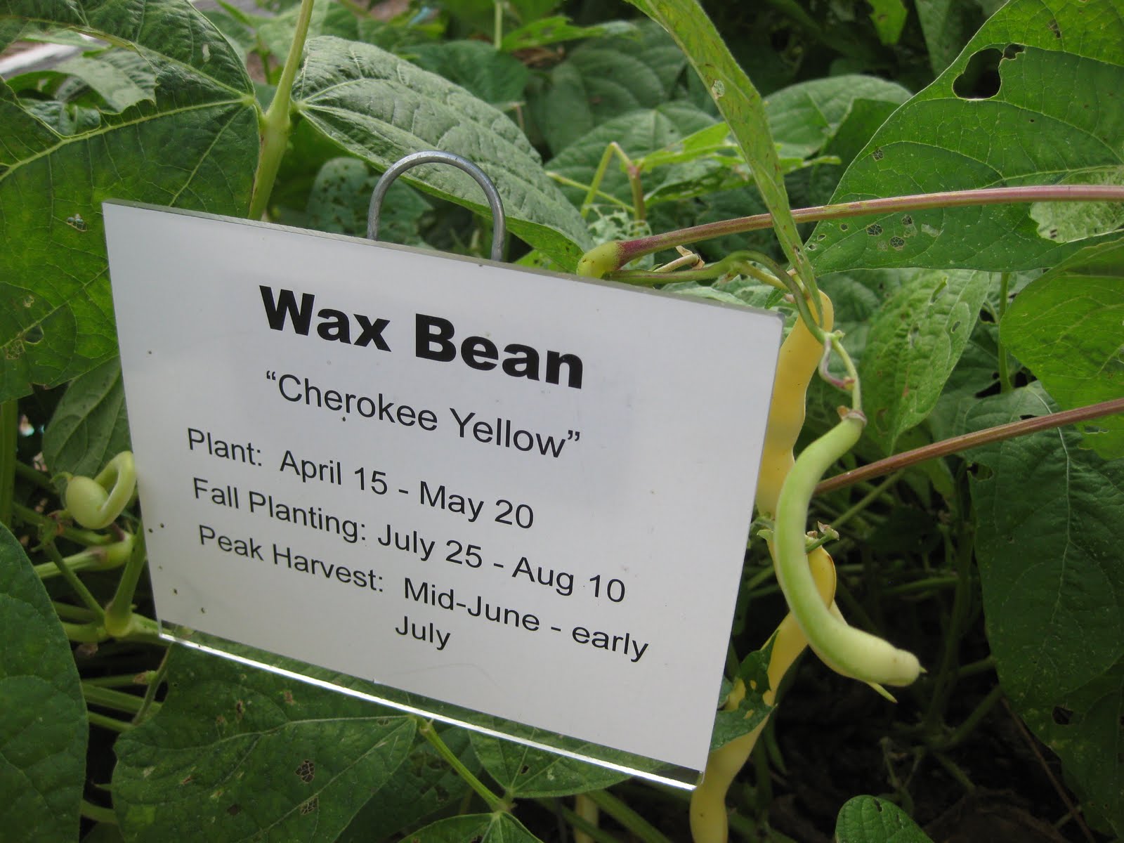 Veggieville Gardening to Fight Hunger Green Beans Plant Twice and