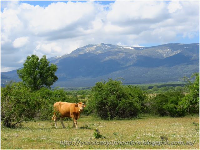 Vaca curiosa Vaca curiosa