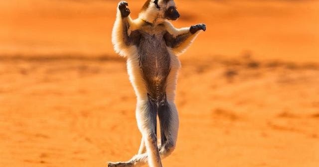 Animal dancing ~ Big Fun - The Fun Blog
