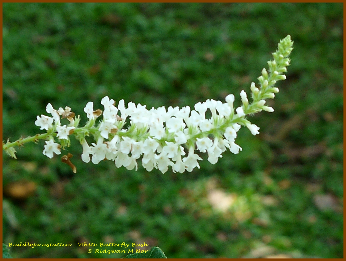 Butterflies Of Singapore Assorted Nectaring Plants Part 3