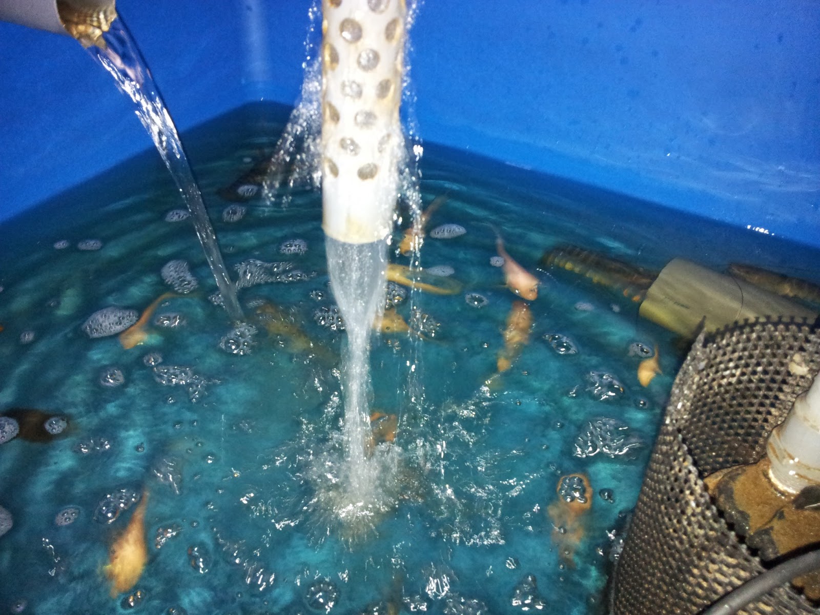 How to breed crayfish at home 76 How to breed crayfish at home 59