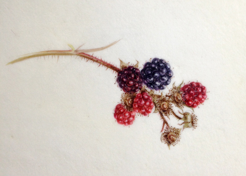 watercolour of blackberries on Kelmscott vellum watercolour of blackberries on Kelmscott vellum