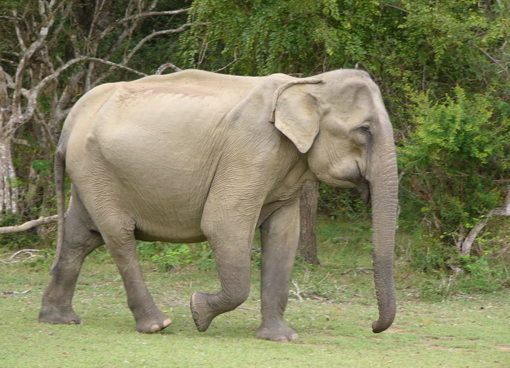 asian elephant About us elephant research and education center (erec) is a project constructed by faculty of veterinary medicine, chiang mai university. asian elephant About us elephant research and education center (erec) is a project constructed by faculty of veterinary medicine, chiang mai university.