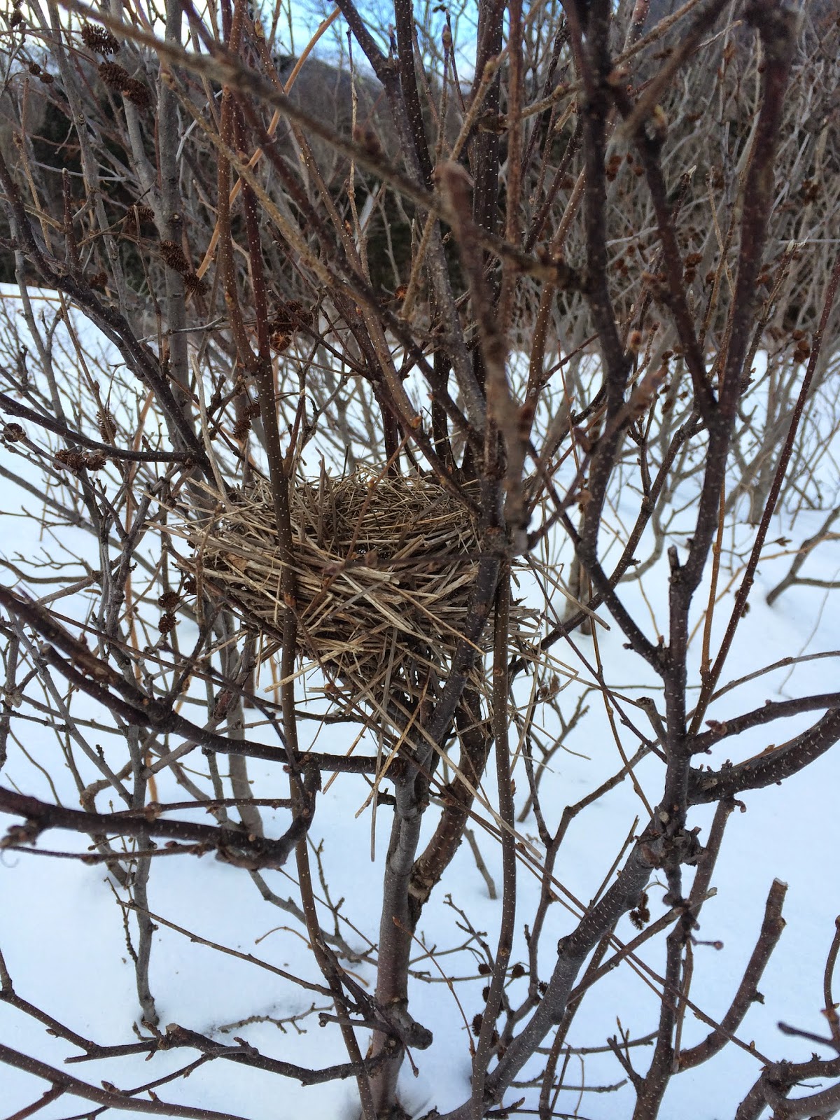Appalachian Mountain Club Nature Notes Winter Bird Nests