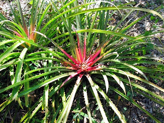 Bromelia karatas Jalisco