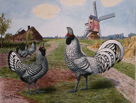 Cream Brabanter Chicken