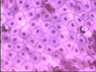 Anatomy and Physiology!: Epithelial Tissue