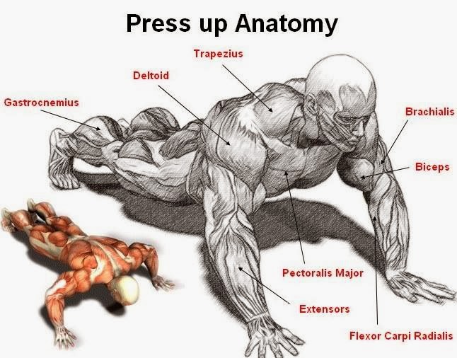 Press Up Exercise