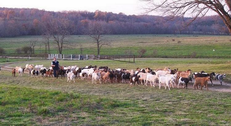 Granny's Best Goat Herd