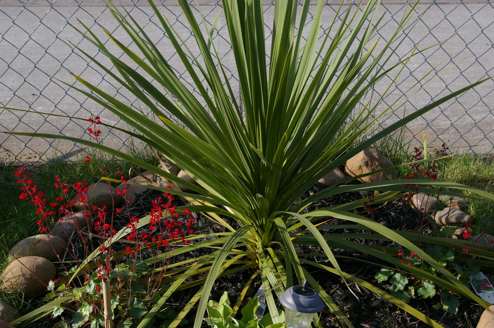 Heart on my Sleeve Dracaena Spikes