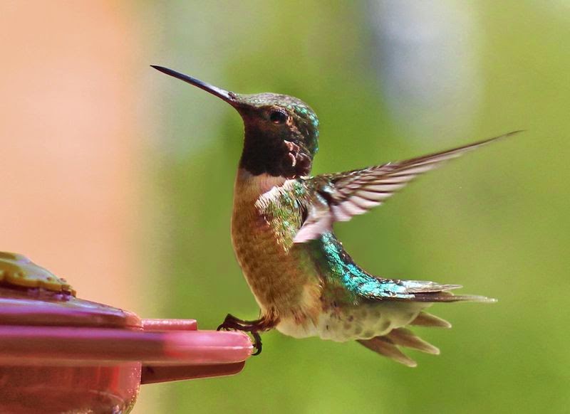 11 High-Res Photos Of Hummingbirds That Will Leave You Breathless 11 High-Res Photos Of Hummingbirds That Will Leave You Breathless