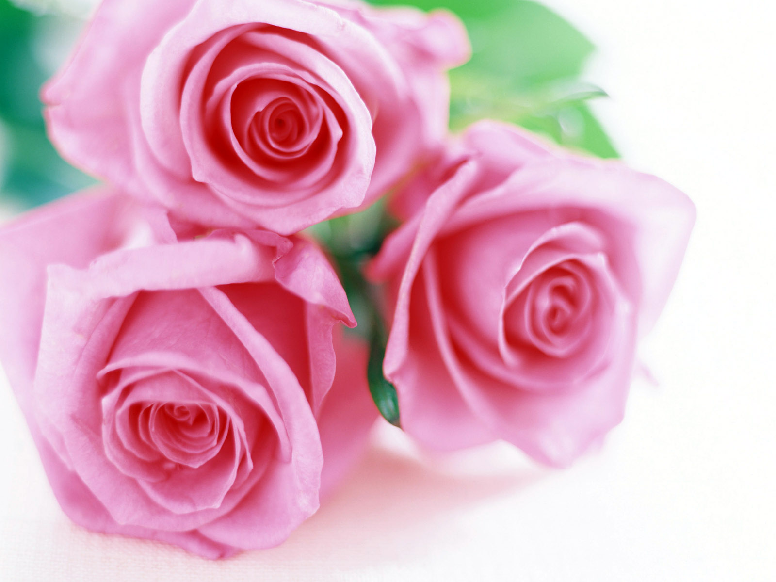 http://4.bp.blogspot.com/--QhU60Ss-LQ/T8A3efkLL8I/AAAAAAAAAzU/H8D2FpHMBe4/s1600/trandafiri+4.jpg