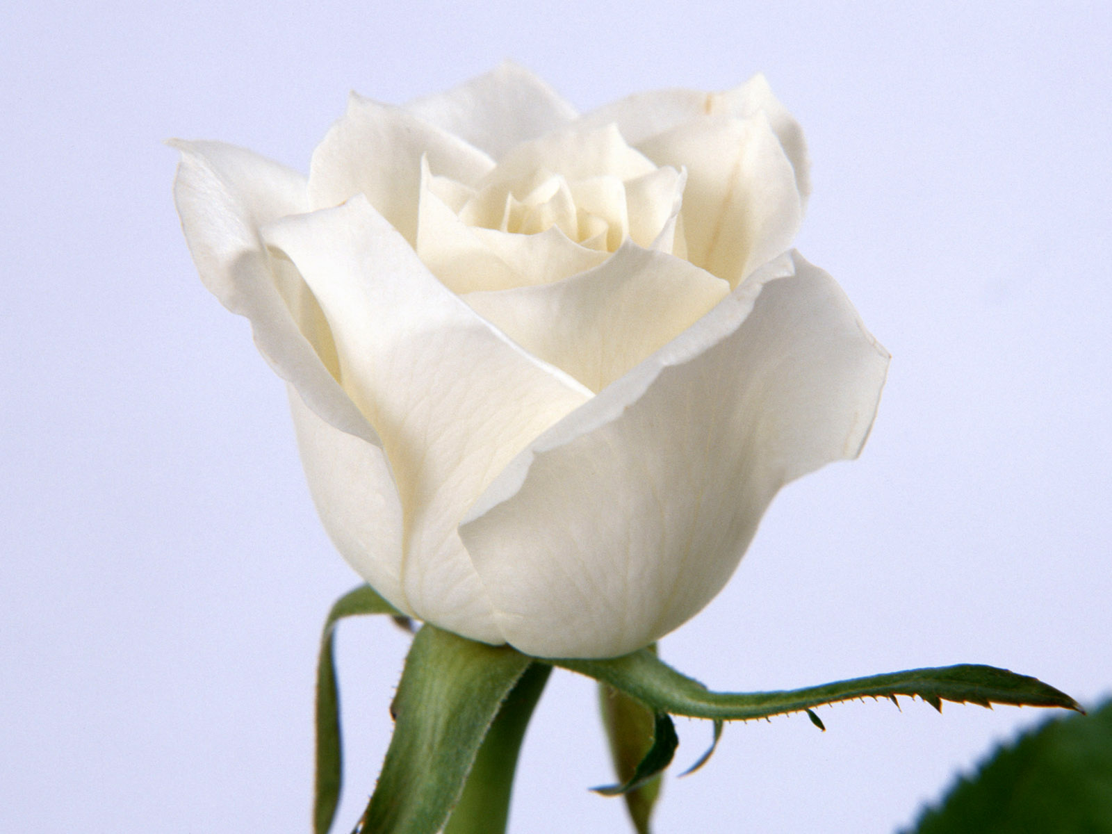 Picture White Rose