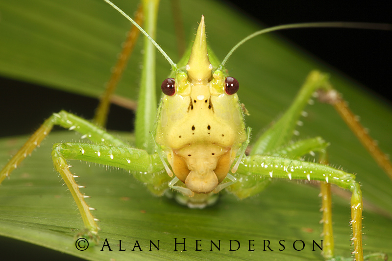 Minibeast Wildlife - Rainforest Encounters: Faces of Costa Rica