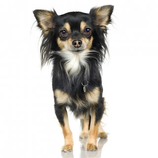 chihuahua chihuahua pets dog mini puppy animal picture