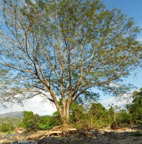 Árbol de letras