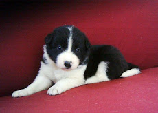 BORDER COLLIE