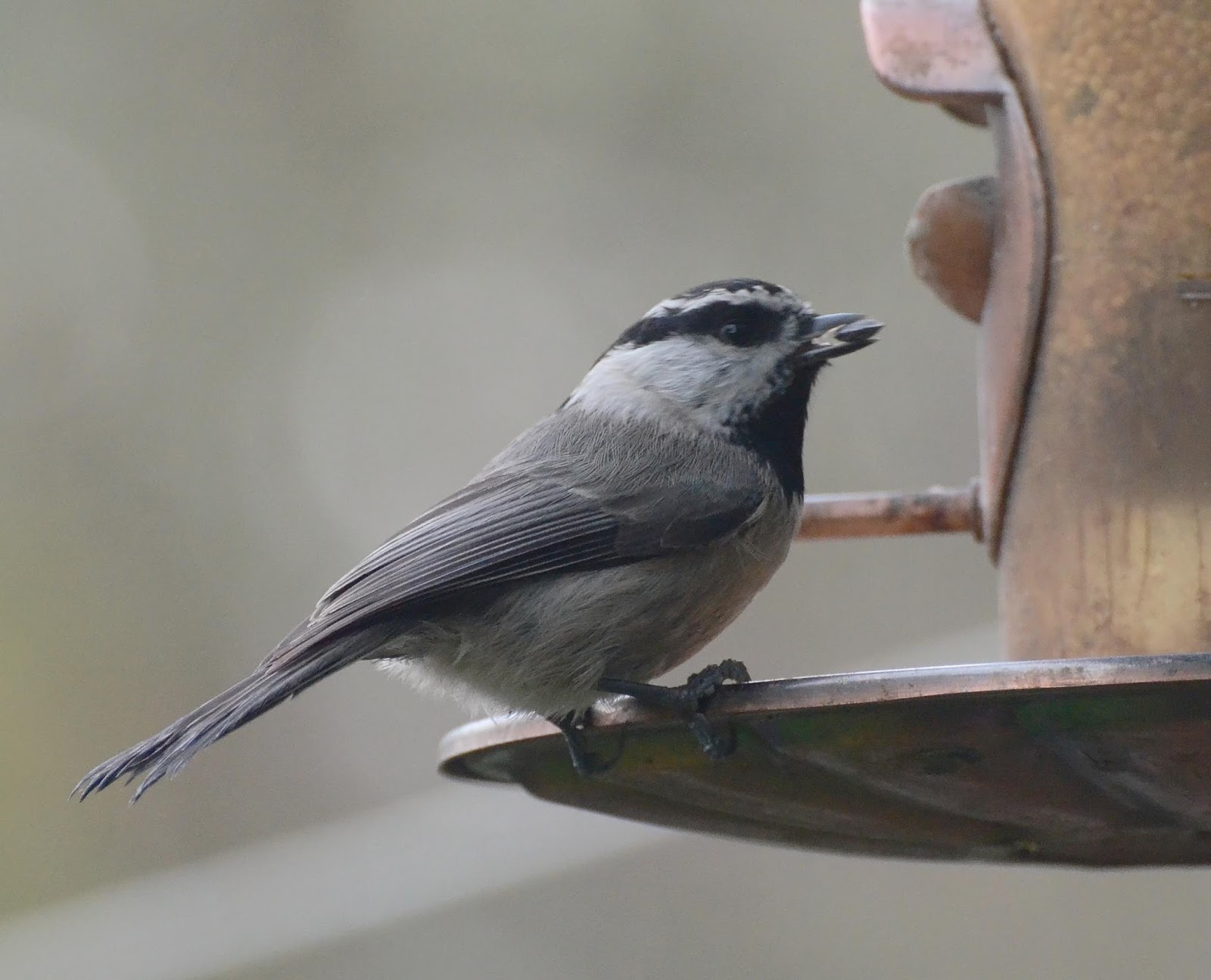 oregon backyard birds etc more food available oregon backyard birds etc more food available
