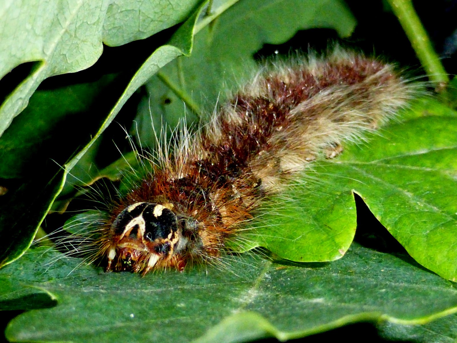 Lebeda trifascia Lebeda trifascia caterpillar