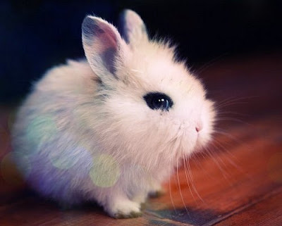 http://4.bp.blogspot.com/--S1Sm8bV4Uk/T3zaI24sNmI/AAAAAAAABMc/pwikJiMtgQA/s1600/awn-bunny-coelho-cute-igottapeenow.tumblr.com-kawaii-Favim.com-93749.jpg