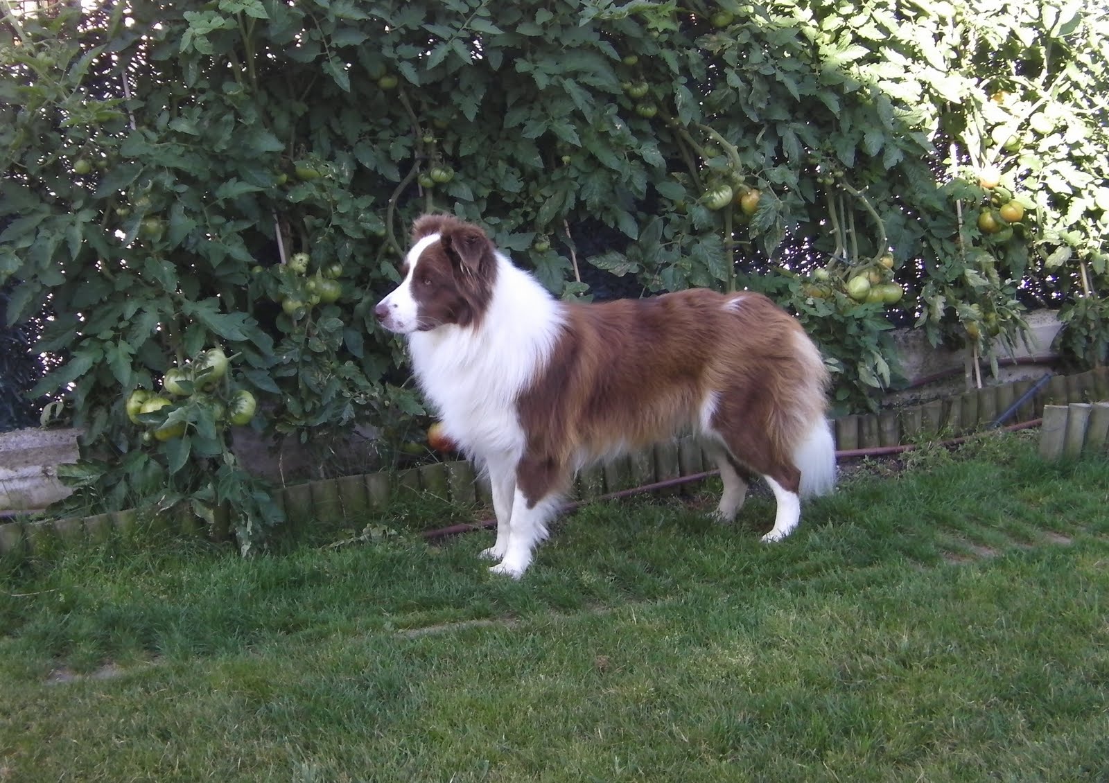 Kennel Border Collie "Intuición Canina Carácter y Belleza" Mirada