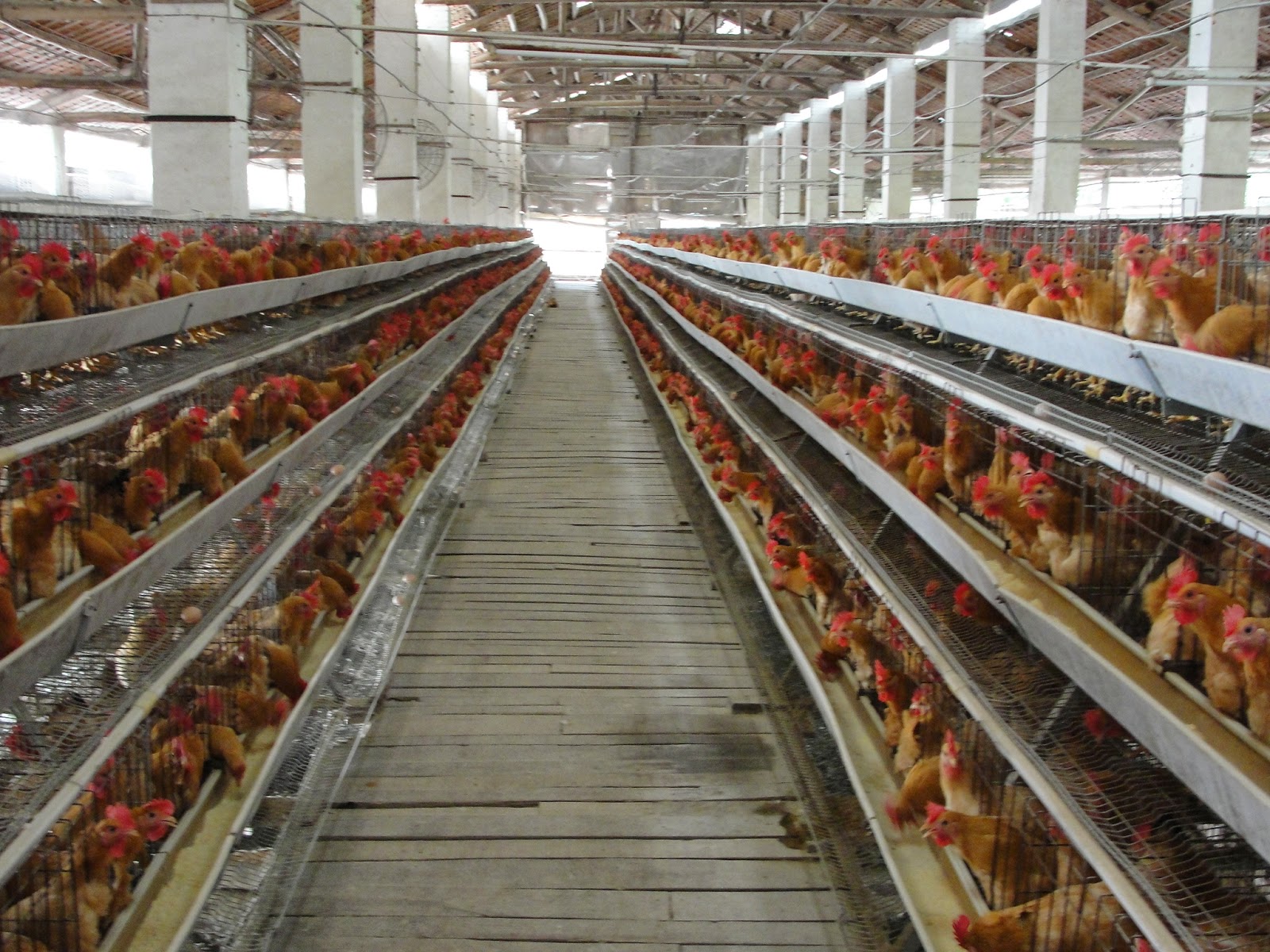 pakan ayam petelur pakan ayam aduan