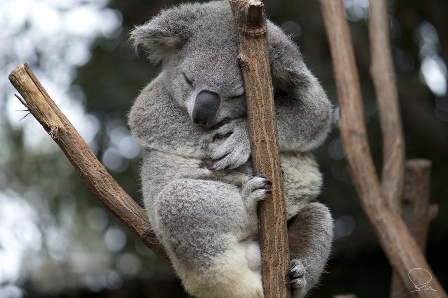 30 Adorable Photos of Koalas Sleeping on Trees Best Photography, Art