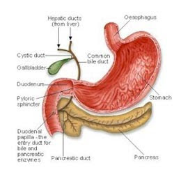 pancreatic cancers, pancreatic cancer survival, what is the treatment for pancreatic cancer, treatment of pancreatic cancer, treatment pancreatic cancer, pancreatic cancer treatment, treatment for pancreatic cancer, survival rate of pancreatic cancer, survival rate pancreatic cancer, survival rate for pancreatic cancer, pancreatic cancer survival rate, pancreas cancer survival rate, survival rates pancreatic cancer, survival rates of pancreatic cancer, survival rates for pancreatic cancer, pancreatic cancer survival rates, causes for pancreatic cancer, what are the causes of pancreatic cancer, causes of pancreatic cancer, pancreatic cancer causes of, pancreatic cancer causes, what causes pancreatic cancer, causes pancreatic cancer, pancreatic cancer cause, the cause of pancreatic cancer, what cause pancreatic cancer, cause pancreatic cancer, cause of pancreatic cancer, stage 4 pancreatic cancer, pancreatic cancer stage 4, prognosis for pancreatic cancer, prognosis of pancreatic cancer, pancreatic cancer prognosis, prognosis pancreatic cancer, what is the prognosis of pancreatic cancer