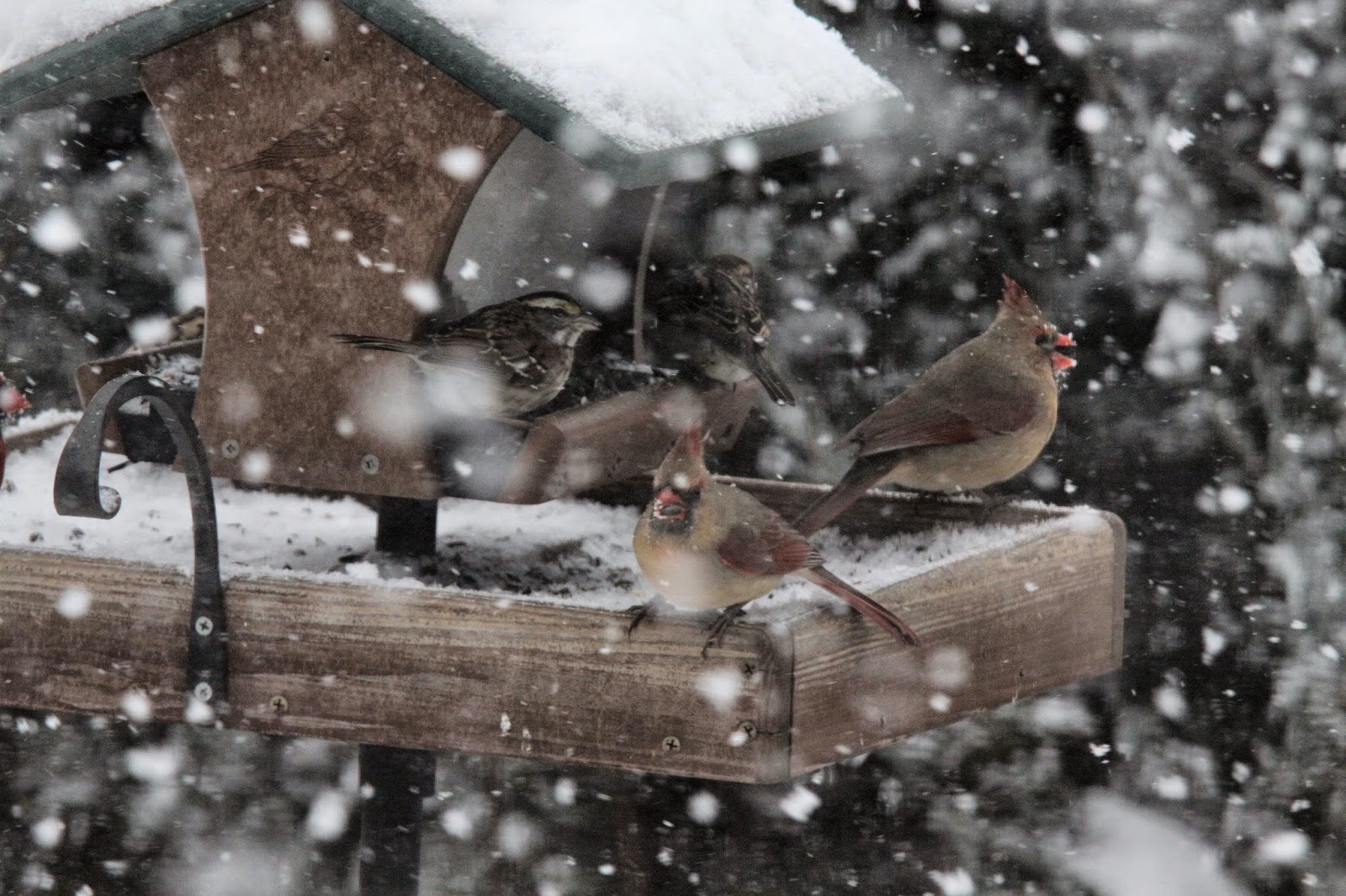 Birds from Behind The Great Backyard Bird Count...or snowflake tally...