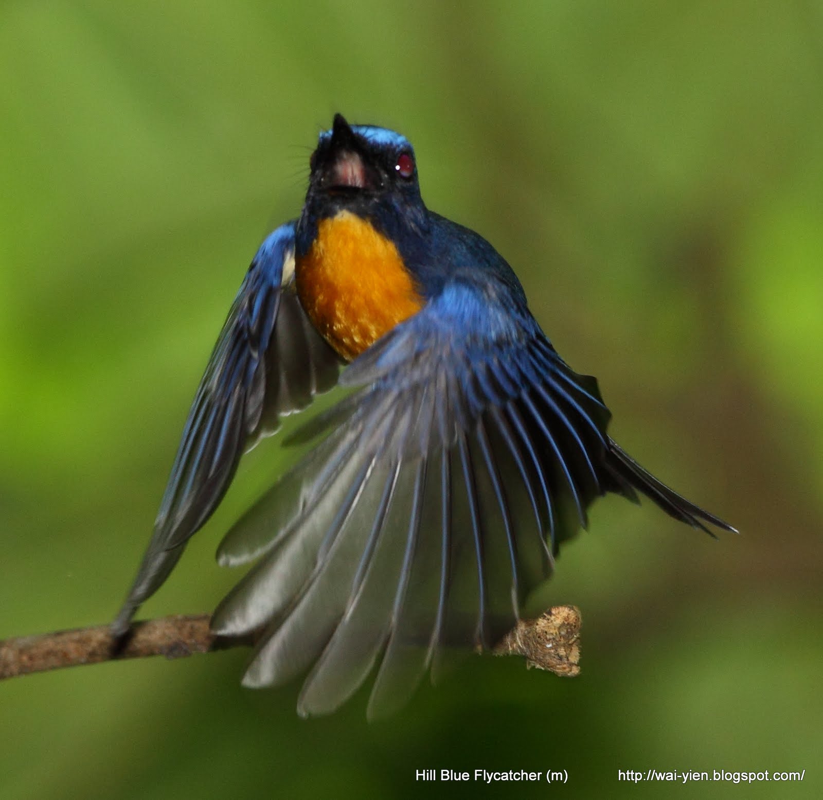 Burung Tledekan Gunung - Homecare24