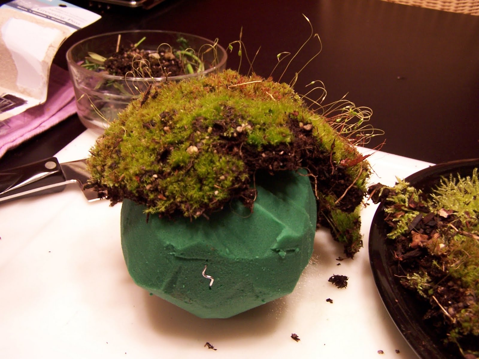 Living Moss Ball Tutorial Creative Green Living